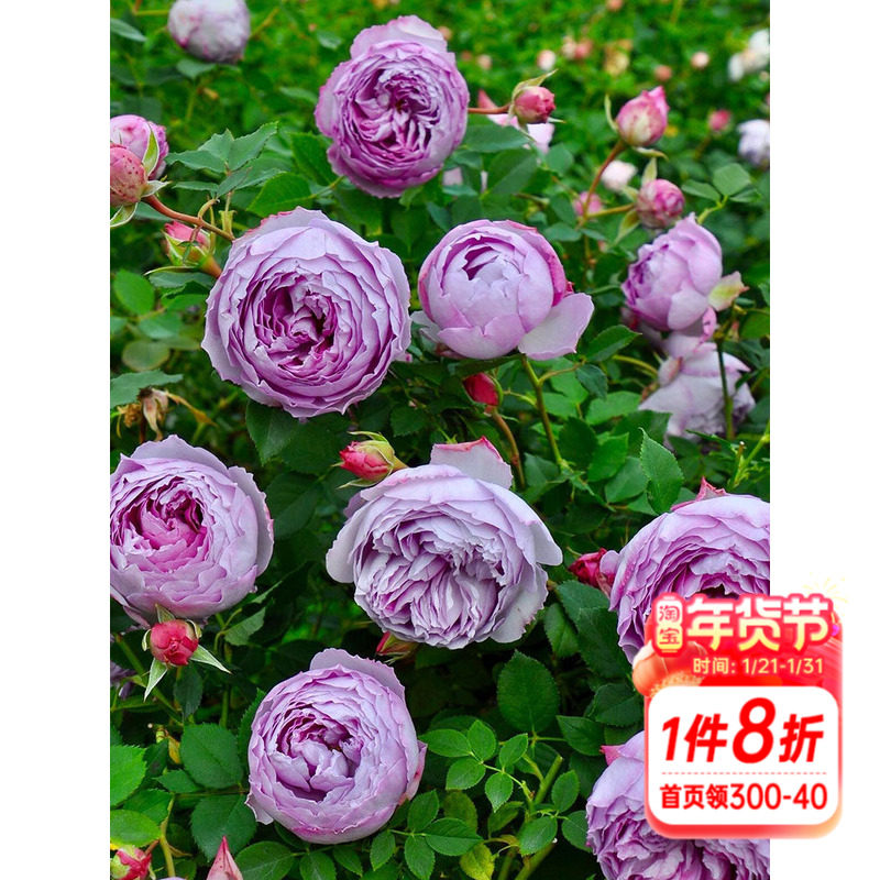 海蒂的花园月季青金石蓝紫色直立花量大四季阳台花卉植物盆栽苗,鲜花速递/花卉仿真/绿植园艺,月季/蔷薇/玫瑰,淘宝优惠券,粉丝福利购,淘宝优惠卷