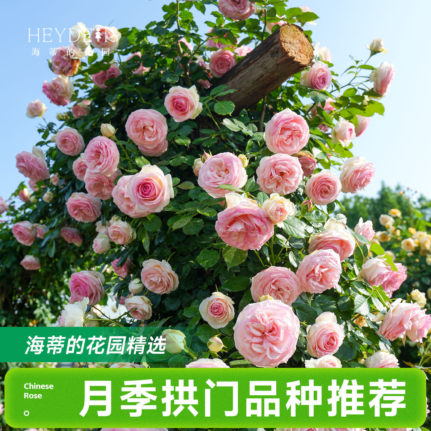海蒂的花园月季花苗爬藤拱门玫瑰庭院地栽蓝色阴雨粉色龙沙宝石