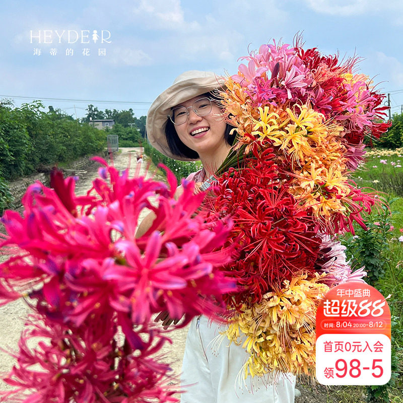 海蒂的花园彼岸花石蒜种球