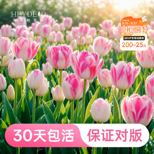 早春开花精灵新手好养郁金香