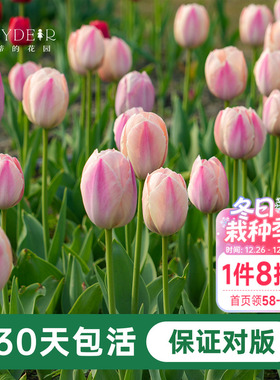 海蒂的花园郁金香种球自然球五度球阳台盆栽庭院可地栽球根海妈家