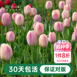 海蒂 花园郁金香种球自然球五度球阳台盆栽庭院可地栽球根海妈家