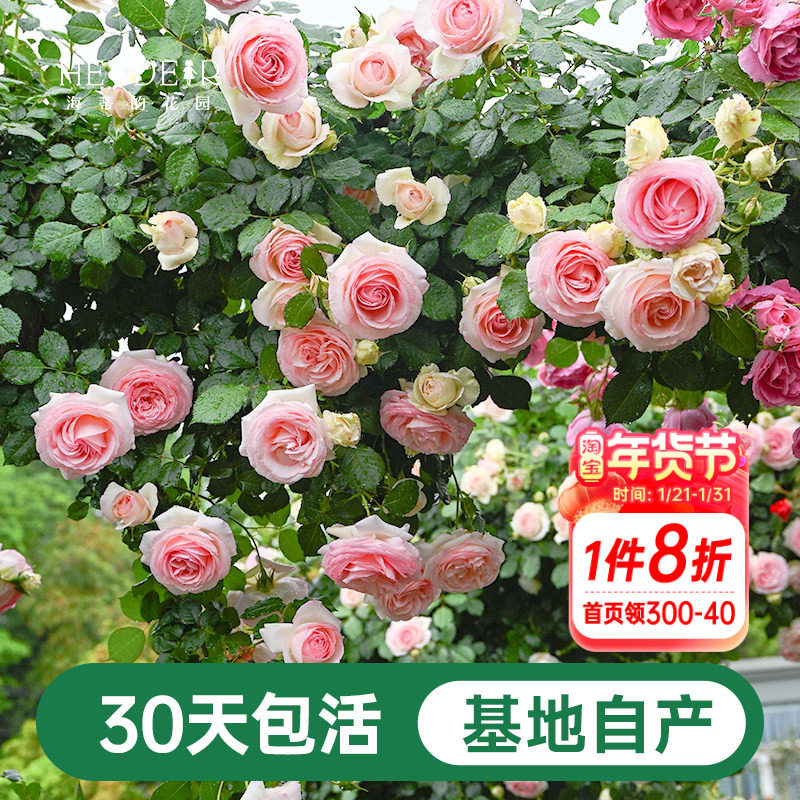 海蒂的花园  月季粉色龙沙宝石花苗爬藤庭院植物藤本花卉园艺盆栽,鲜花速递/花卉仿真/绿植园艺,月季/蔷薇/玫瑰,淘宝优惠券,粉丝福利购,淘宝优惠卷