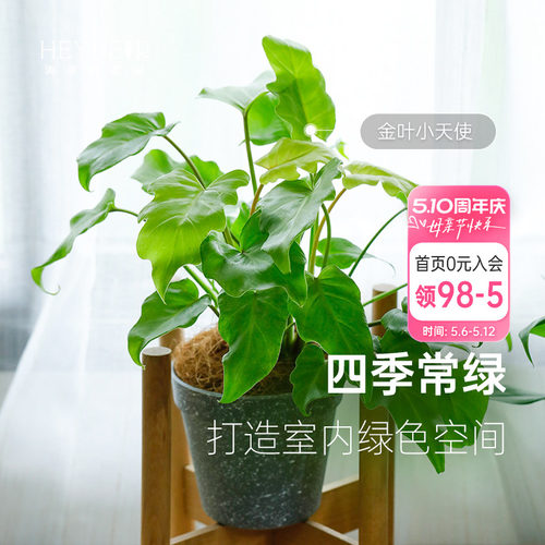 蔓绿绒客厅书房书桌室内观叶绿植