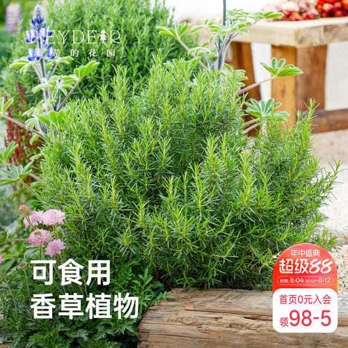 庭院花园迷迭香香草植物