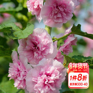 海蒂的花园重瓣蜀葵桃子与梦蜜桃乌龙庭院花园花卉植物小苗易养活