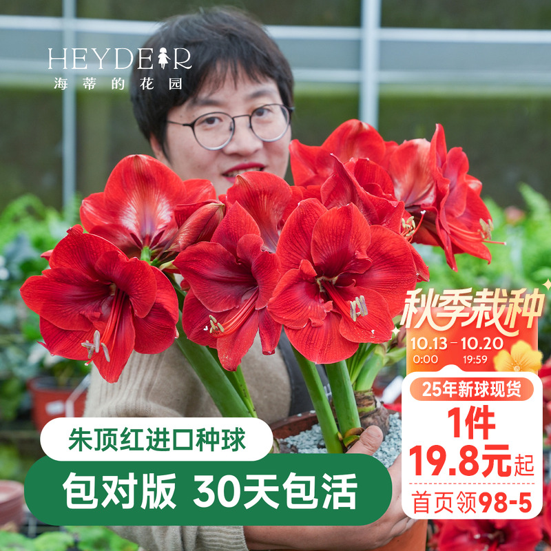 海蒂的花园成都朱顶红进口种球重瓣盆栽【30天包活 保证对版】
