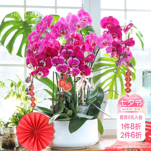 带花苞蝴蝶兰海蒂的花园