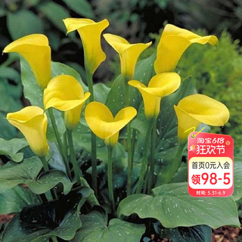 彩色马蹄莲阳台室内花卉