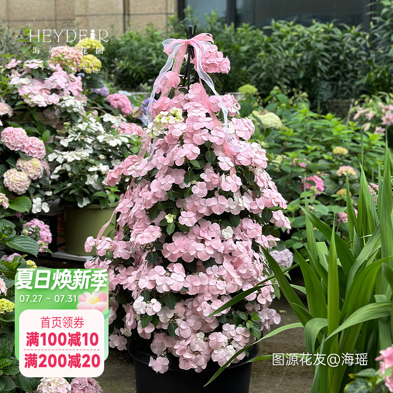 海蒂的花园逃跑新娘绣球花苗