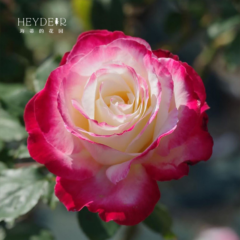 红双喜复色月季海蒂的花园