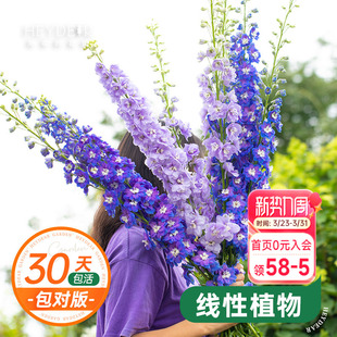 海蒂 花园大花飞燕草盆栽苗盆栽耐寒庭院花镜地栽花卉植物