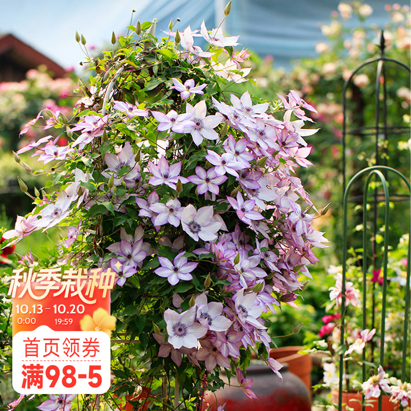 海蒂的花园铁线莲阳台爬藤乌托邦