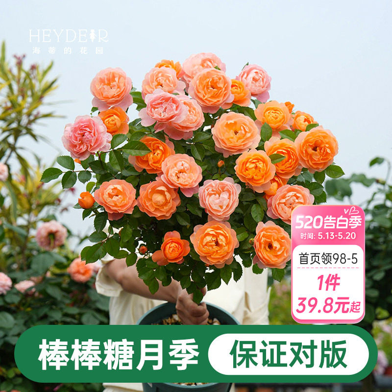 海蒂的花园棒棒糖月季花苗盆栽果汁阳台蓝色阴雨开花植物四季花卉