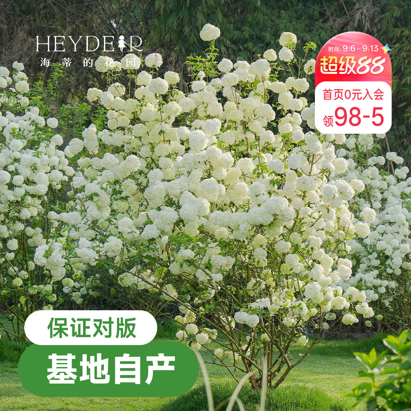 中华木绣球欧洲木绣球海蒂的花园图片