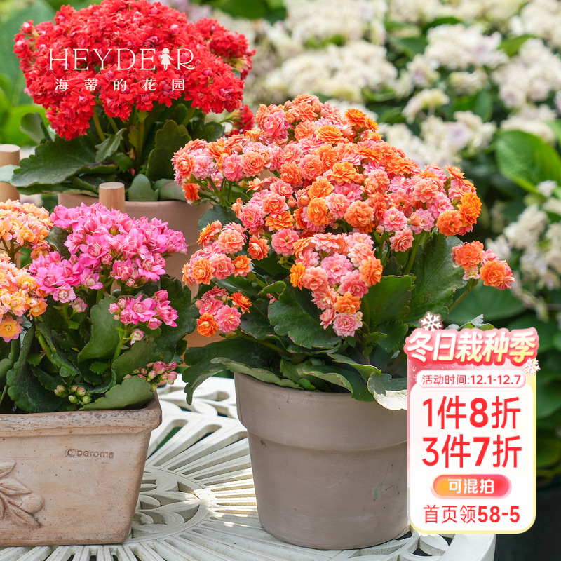 海蒂的花园长寿花盆栽重瓣大花花苗带花苞金狐狸花卉植物室内开花 - 封面