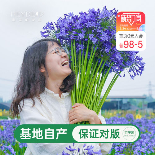 海蒂百子莲庭院耐热植物花卉