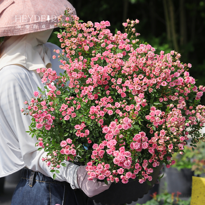 海蒂的花园超微月季室外多头