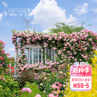 藤本春季 苹果花爬藤月季 花量大庭院露台花卉盆栽花苗 花园 海蒂