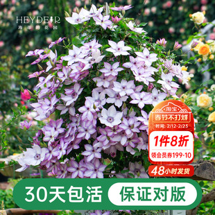 海蒂的花园铁线莲盆栽苗乌托邦倒影银币铃铛爬藤栅栏阳台花卉海妈