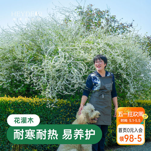 海蒂的花园雪柳鲜枝喷雪花树苗黄金喷泉绣线菊耐寒耐冻灌木植物