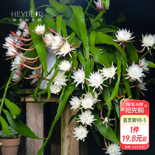 海蒂的花园月下美人昙花好养