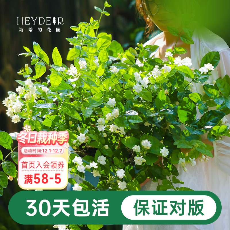 海蒂茉莉花阳台室内盆栽苗