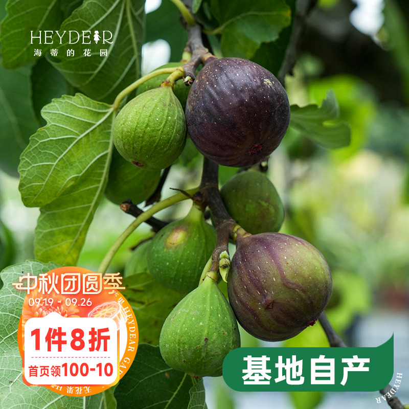海蒂的花园水果树苗无花果