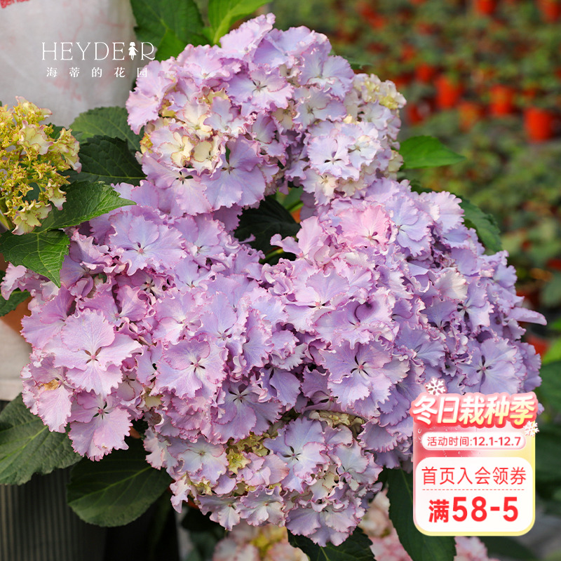 莱昂大花绣球蓝粉可调色