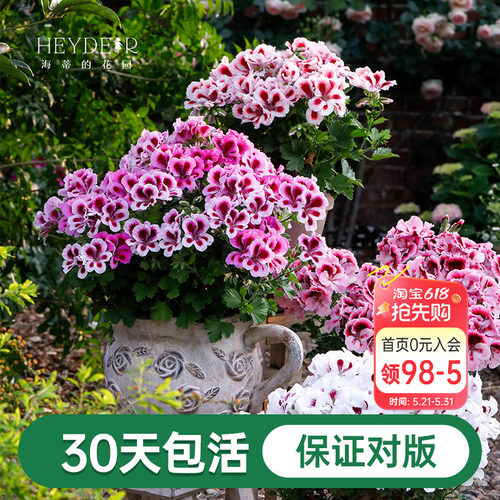 海蒂的花园天竺葵绿植阳台室内花