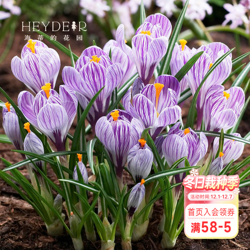 种球海蒂番红花进口好养多年生