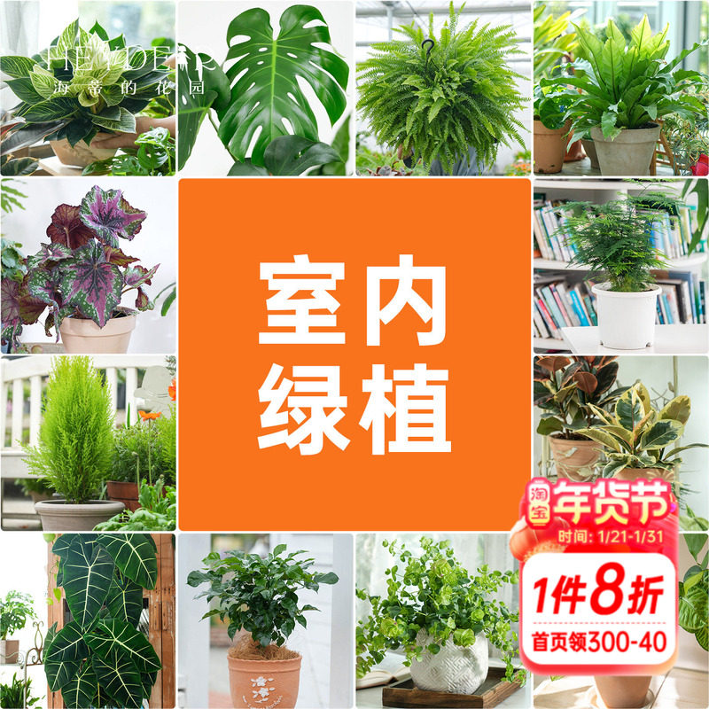 海蒂的花园室内绿植铂金钻龟背竹盆栽室内客厅桌面办公室观叶植物,鲜花速递/花卉仿真/绿植园艺,时令草本花卉,淘宝优惠券,粉丝福利购,淘宝优惠卷