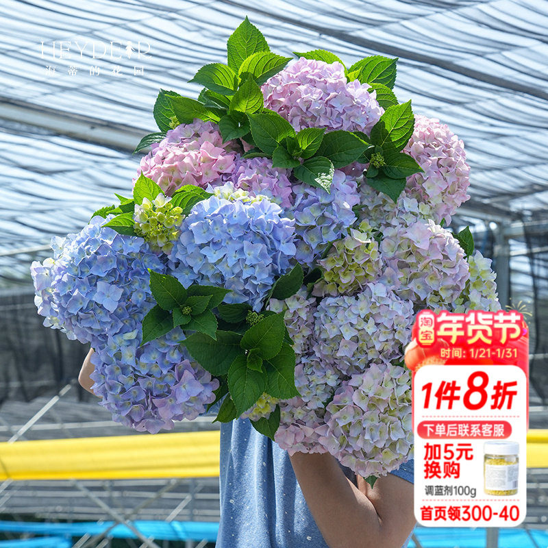 海蒂的花园姹紫嫣红新品渐变花色大花绣球阳台庭院花卉植物盆栽苗,鲜花速递/花卉仿真/绿植园艺,绣球/木绣球/木本植物,淘宝优惠券,粉丝福利购,淘宝优惠卷
