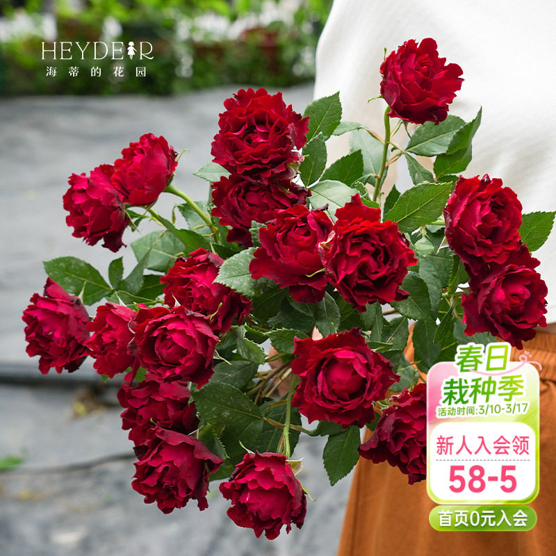 海蒂的花园 纪念芭芭拉直立月季勤花抗病阳台庭院花卉植物盆栽苗