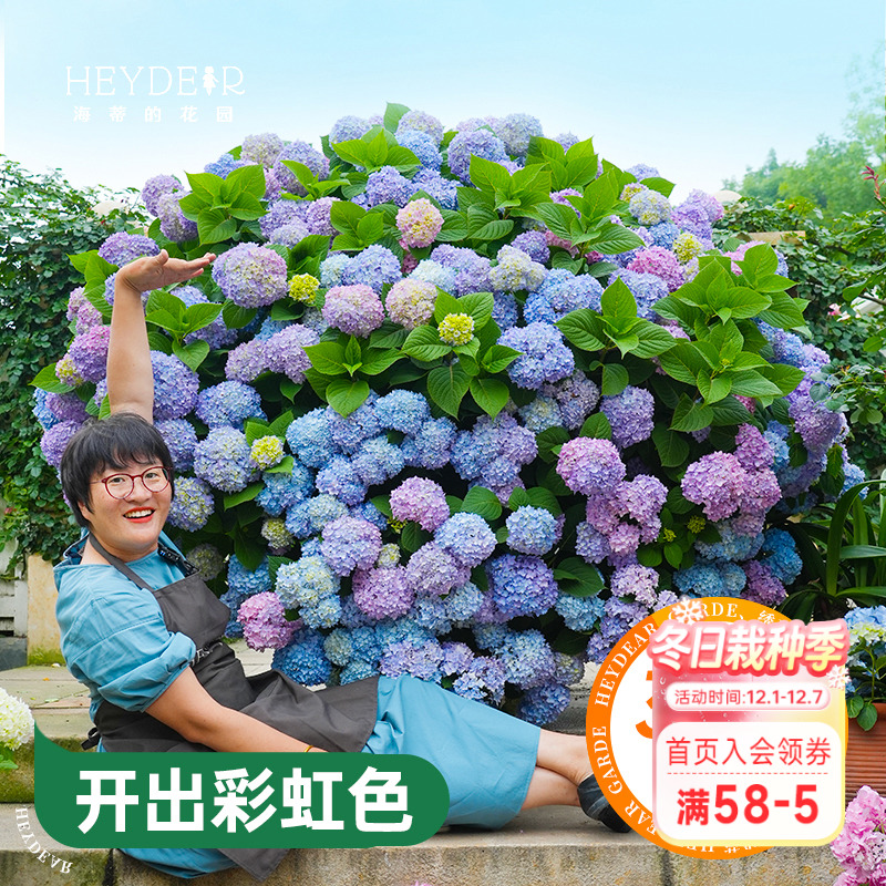 海蒂的花园绣球花苗无尽夏大海蓝万华镜阳台四季种植物树苗盆栽