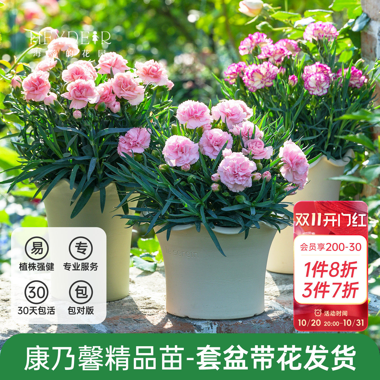 海蒂的花园康乃馨盆栽一见钟情初吻石竹阳台花卉