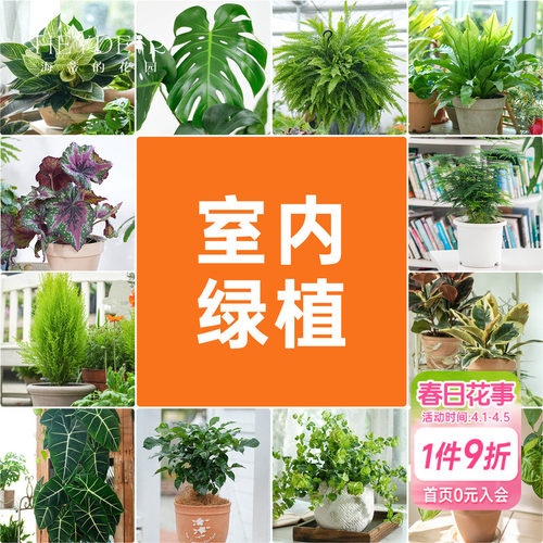 海蒂的花园室内绿植铂金钻龟背竹盆栽室内客厅桌面办公室观叶植物