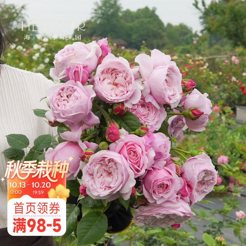 海蒂的花园月季强健盆栽苗花卉