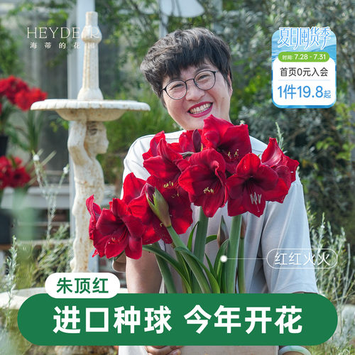 【小红书10万人种草】进口朱顶红