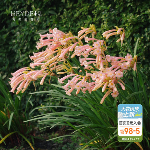 海蒂的花园种球可爱秋冬垂筒花