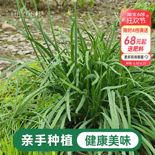 海蒂的花园 韭菜苗带土菜苗盆栽苗易养多年生家庭阳台庭院蔬菜苗