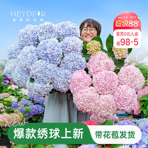 海蒂的花园绣球花苗盆栽无尽夏万华镜大花阳台花园庭院花卉植物