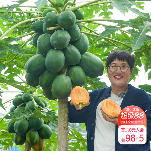 海蒂的花园 水果木瓜树苗盆栽苗南方种植庭院盆栽地栽果树果苗