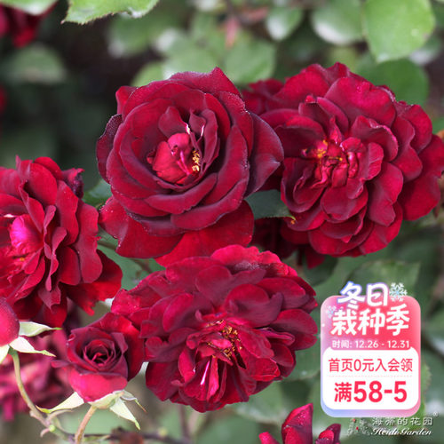 海蒂的花园路易十四玫瑰直立月季