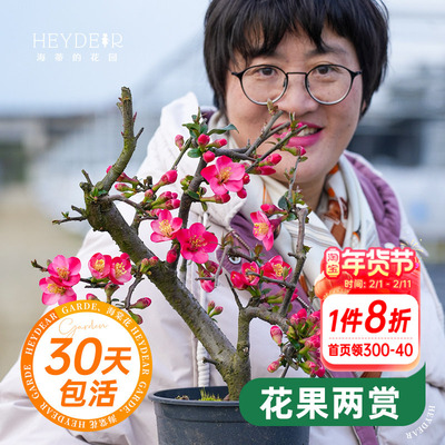 海蒂的花园垂丝海棠树苗地栽盆栽