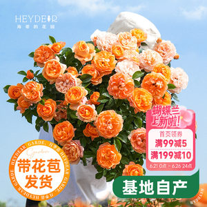 海蒂的花园月季花苗盆栽小苗爬藤玫瑰果汁阳台多季开花地栽花苗