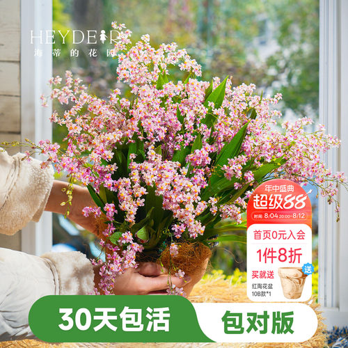 海蒂的花园文心兰盆栽