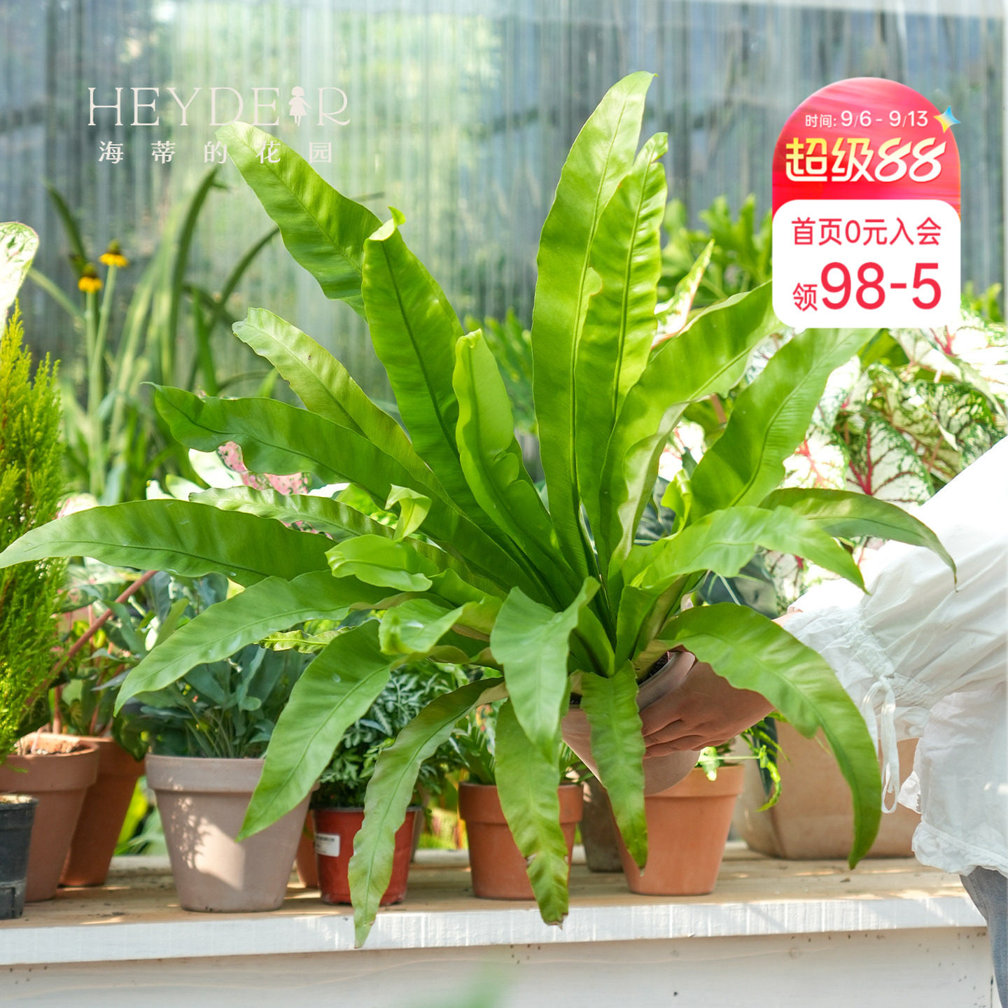 海蒂花园鸟巢蕨办公室绿植图片