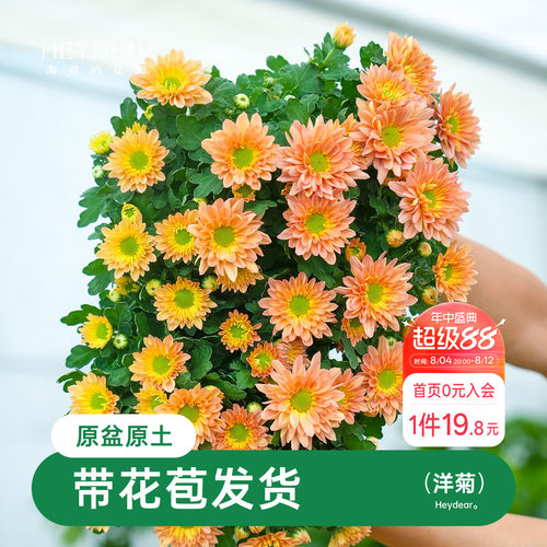 乒乓菊盆栽带花苞耐热耐晒