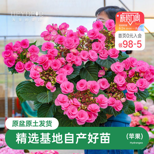 海蒂的花园苹果绣球花苗大花盆栽阳台庭院可调蓝花卉植物